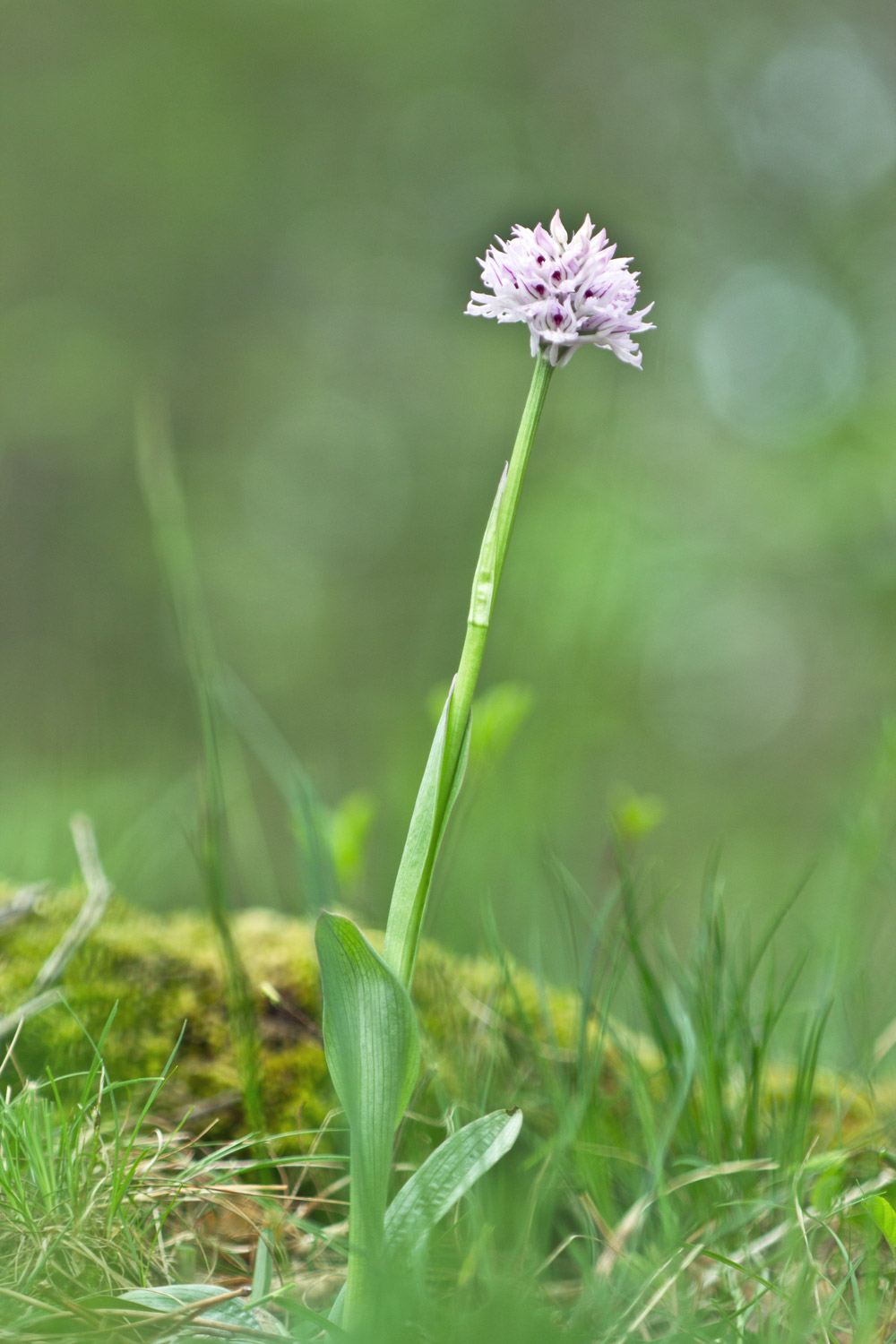 Neotinea tridentata